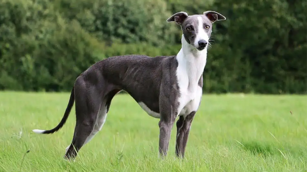 WHIPPET WHIPPET