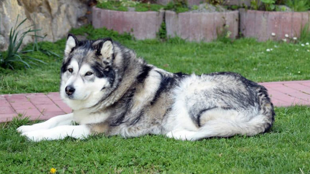 Wolamute-(Alaskan-Wolf-Dog)
