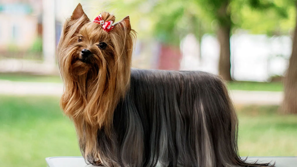 Yorkshire-Terrier