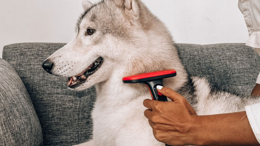 Best dog brush on sale for siberian husky