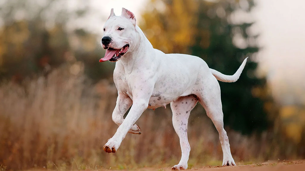 dogo-argentino