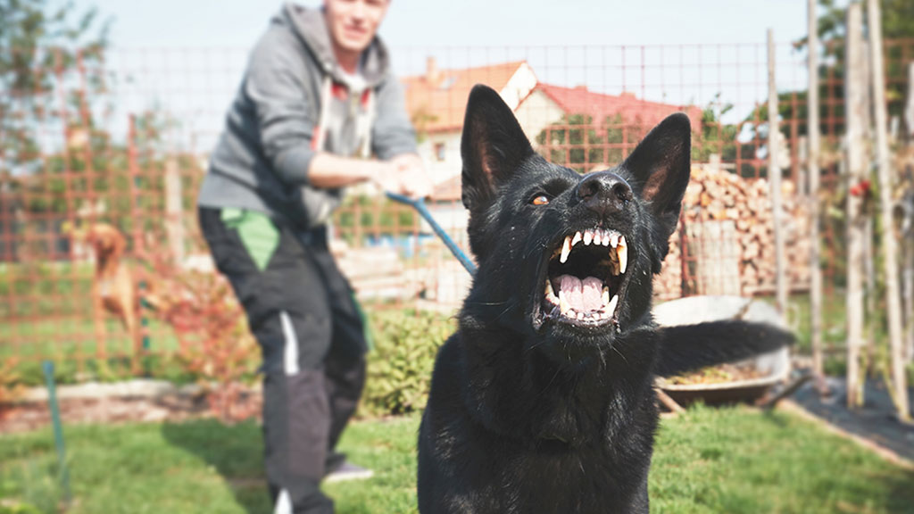 factors-influencing-dog-agression