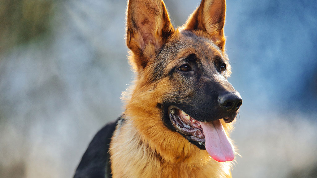 german-shepherd