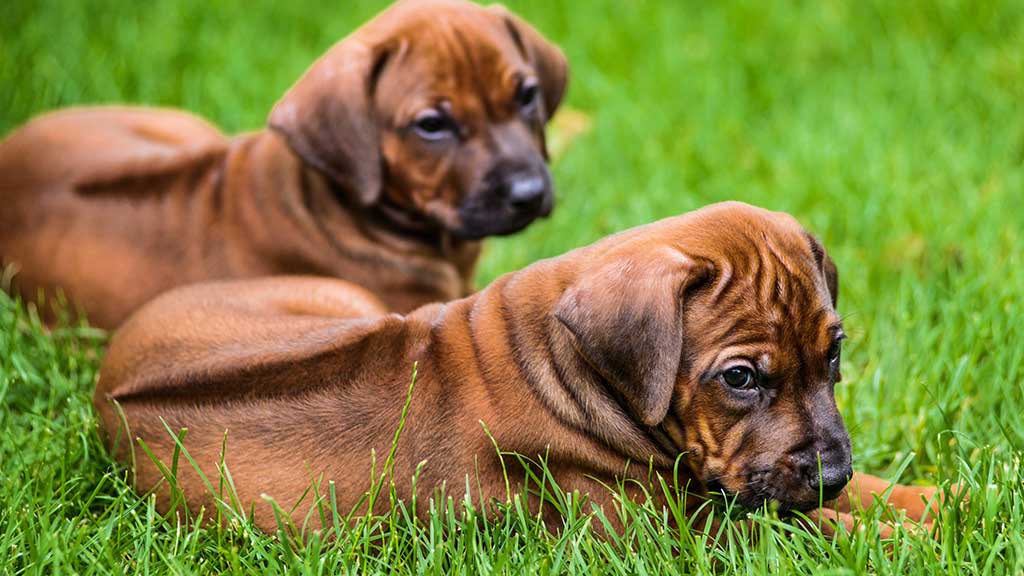 rhodesian-ridgeback