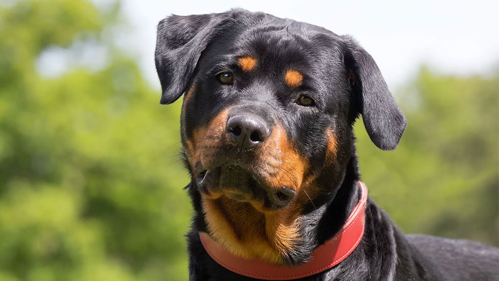 rottweiler