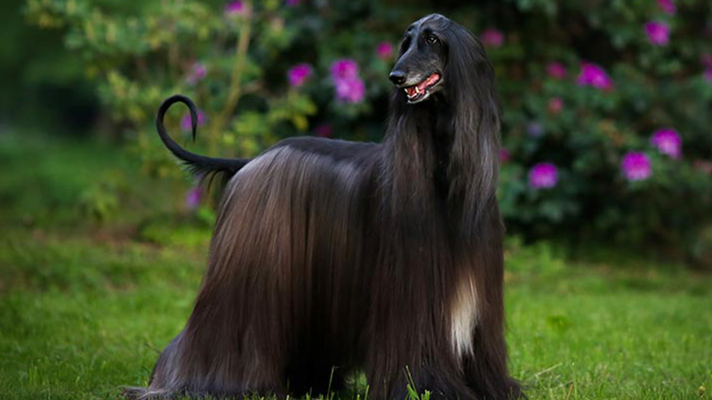 Afghan-Hound