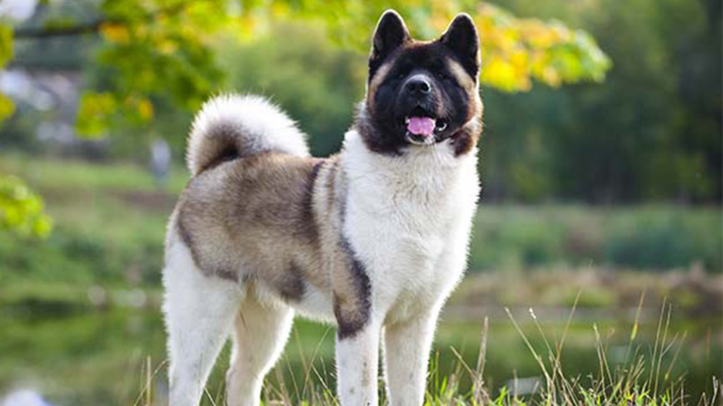 Akita