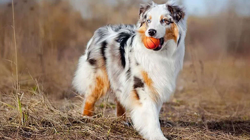 Australian-Shepherd