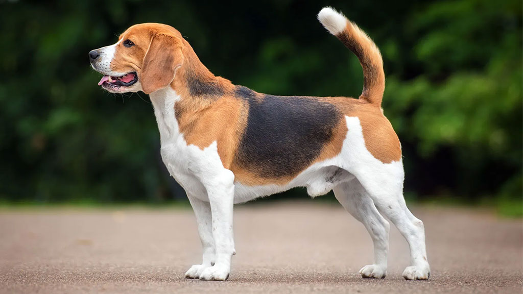 Beagle