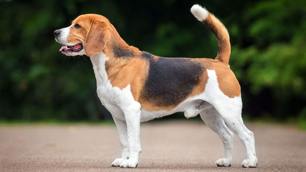 Beagle