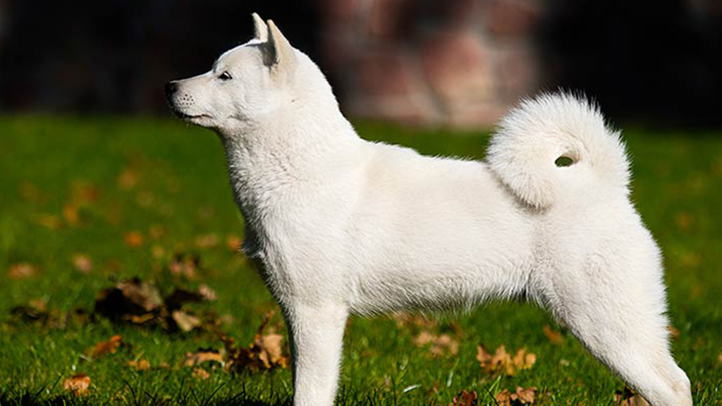 Meet the 8 Japanese Dog Breeds Stealing Hearts