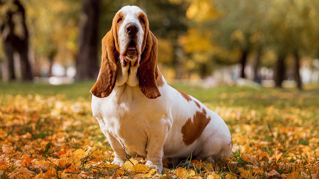 Hound-dogs'-behavior-and-personality