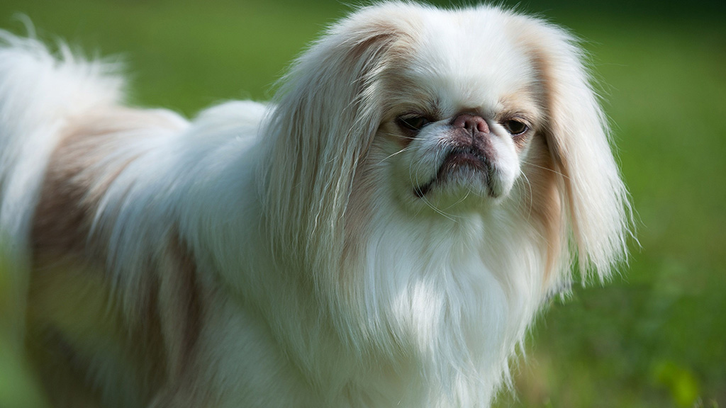 Japanese-Chin