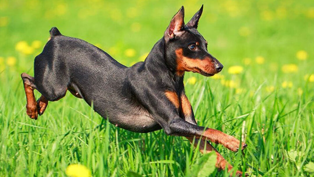 Longest-living-dog-breeds