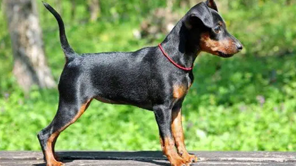 Miniature-pinscher