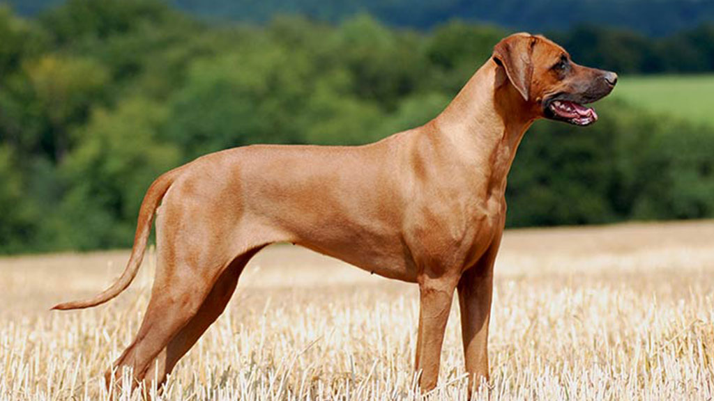 Rhodesian-Ridgeback