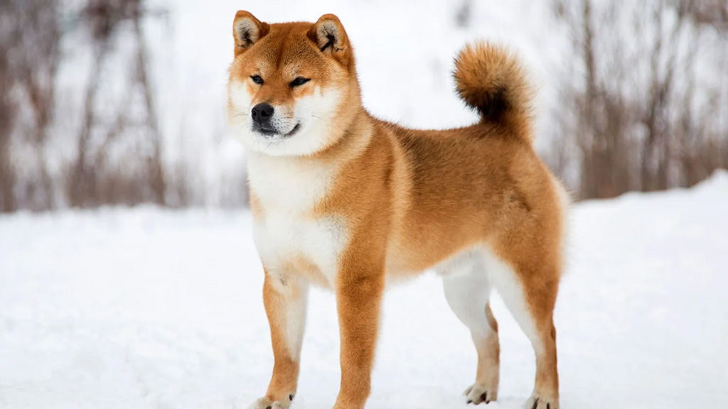 Shiba-Inu