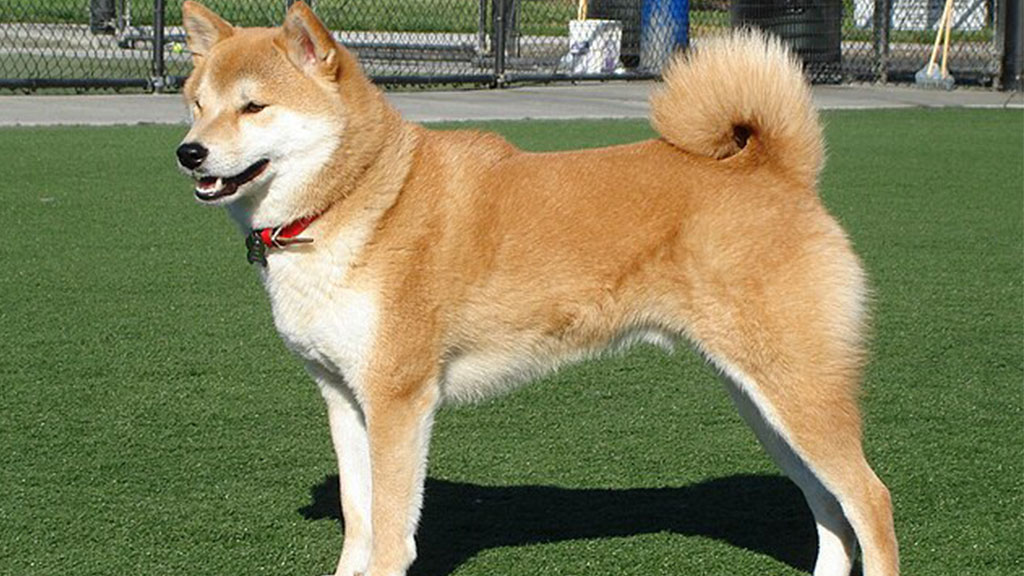 Shiba-Inu