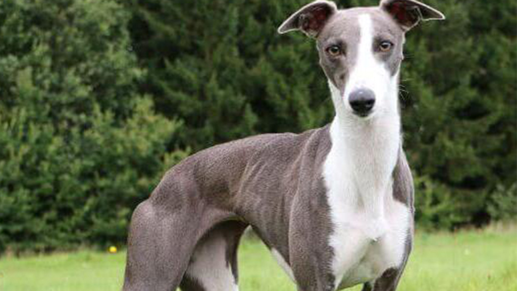 Whippet