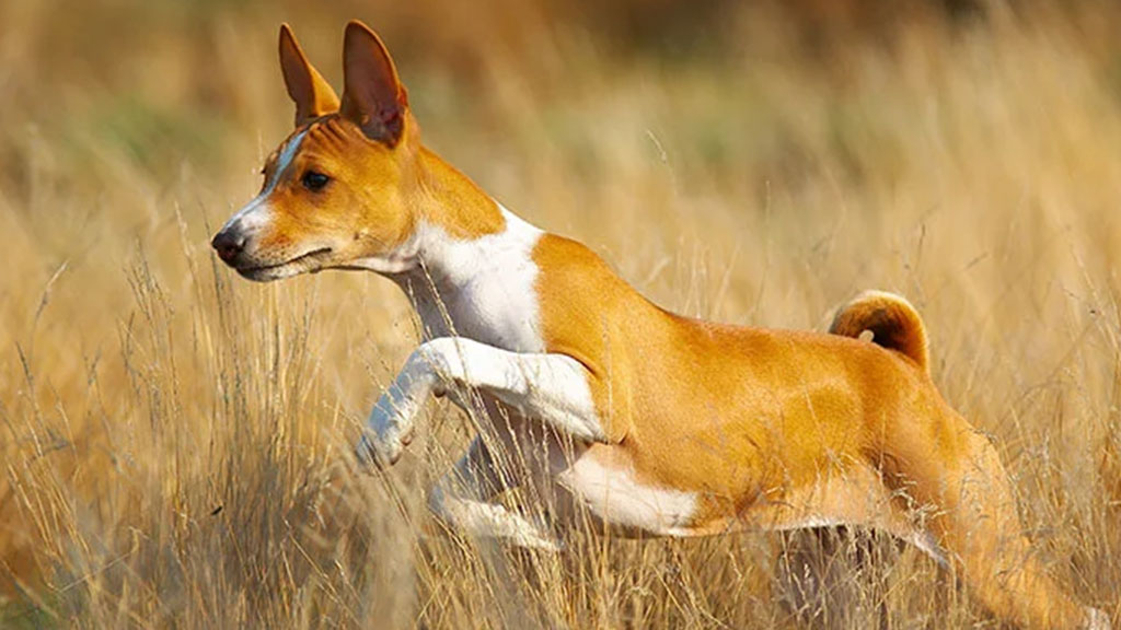 Basenji