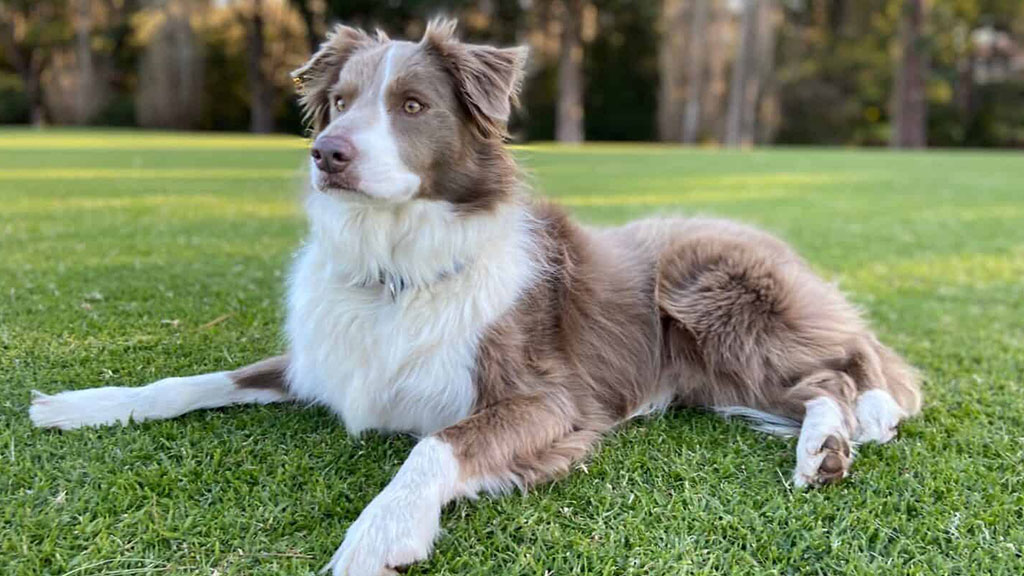 Border-Collie