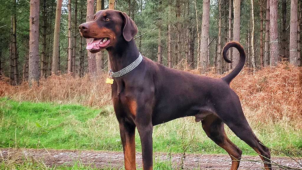 Doberman-Pinscher