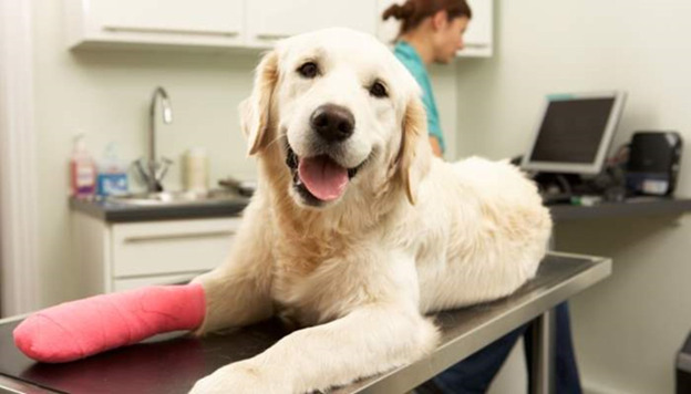 The Progress and Advancements in Animal Healthcare