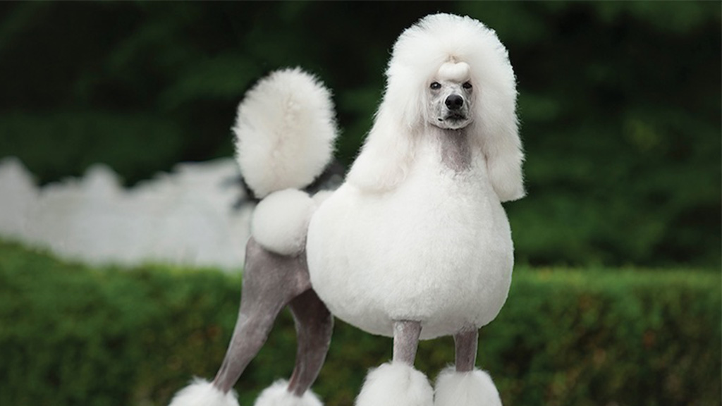 Poodle