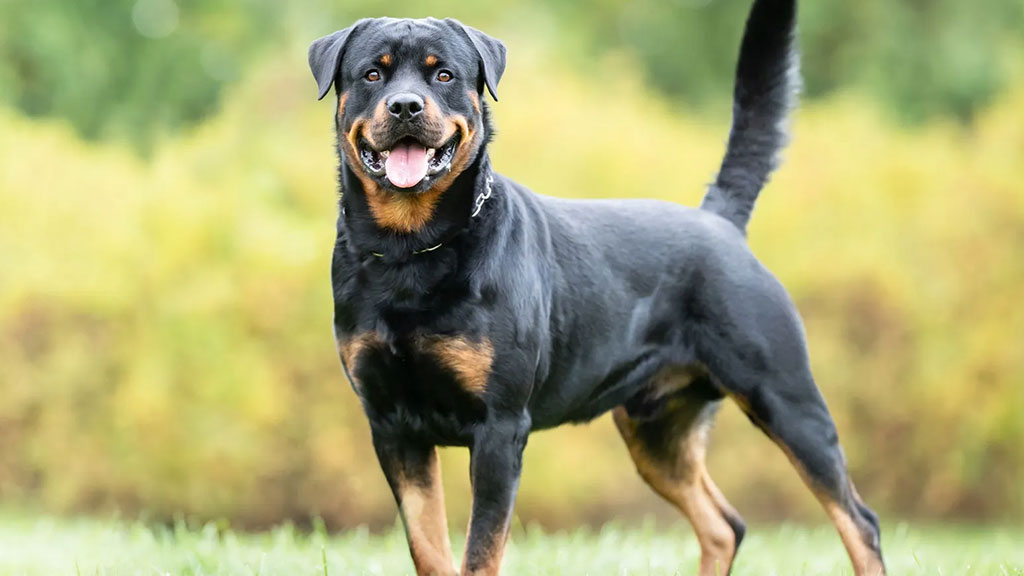 Rottweiler