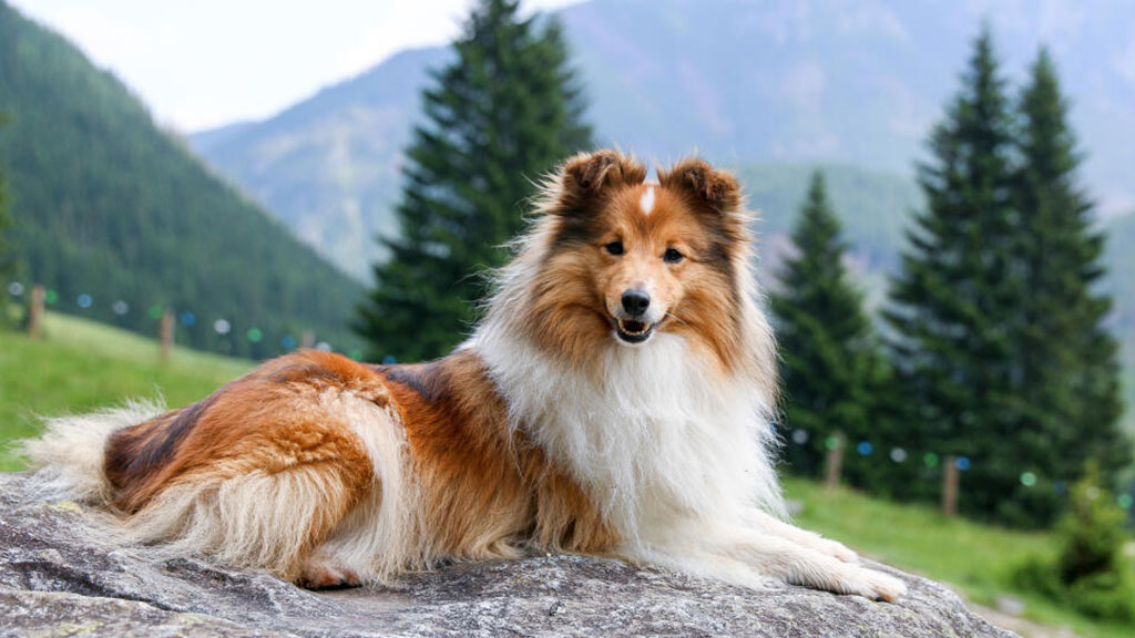 Shetland-Sheepdog