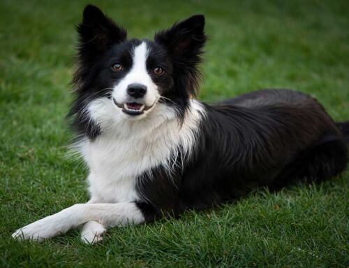 Top Smartest Dog Breeds for Their Impressive Intelligence