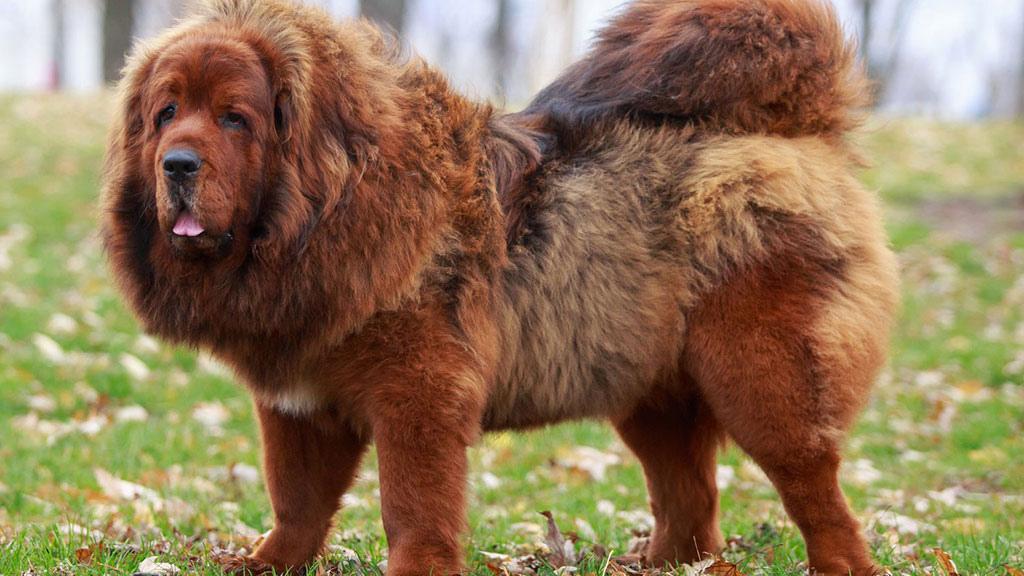 Tibetan-Mastiff