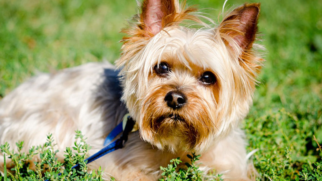 Yorkshire-Terrier