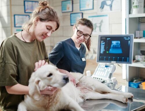 Enhancing Pet Care Through a Revolutionary Customer Feedback Platform