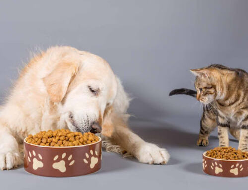 The Great Pet Food Debate: Unpacking the Myths and Realities of Your Furry Friend’s Diet