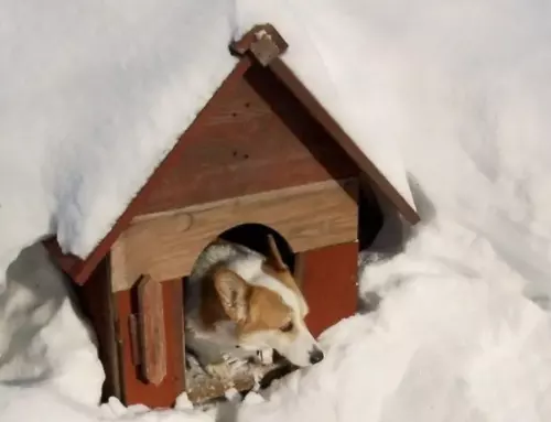 Here’s How to Keep Dog House Warm & Cozy for Winter