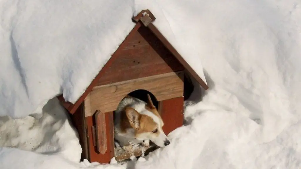 How-to-keep-dog-house-warm-in-winter