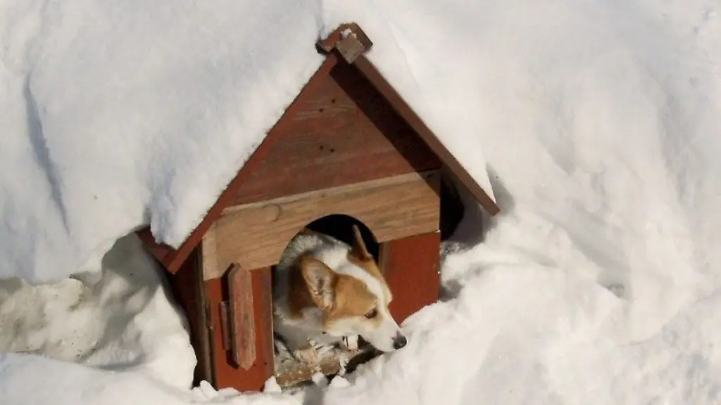 How To Make A Dog House Warm In The Winter