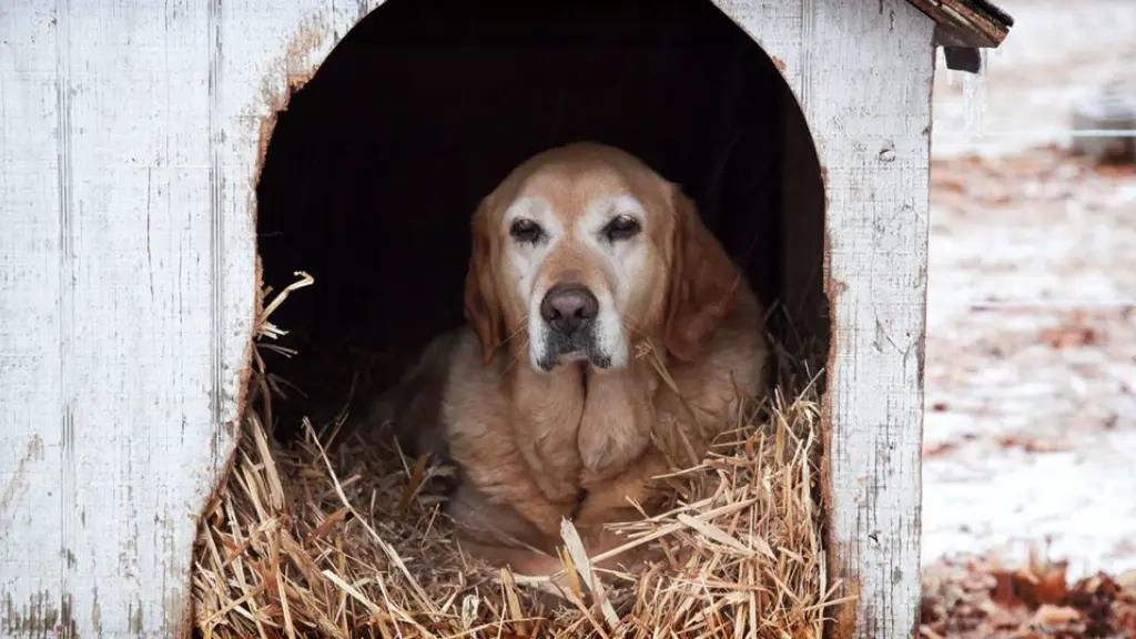 Natural-Heating-Methods-for-Dog-Houses