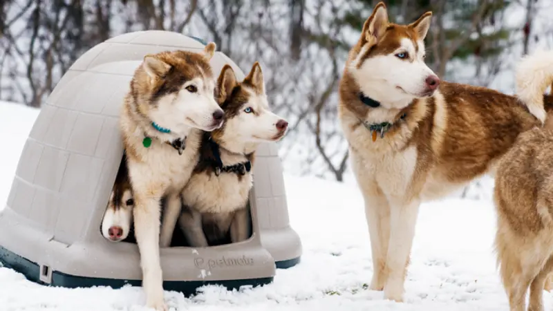 How To Keep a Dog House Warm in Winter