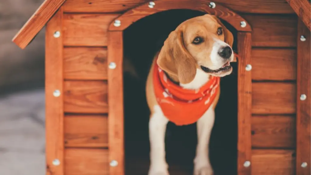 How to Build a Small Dog House