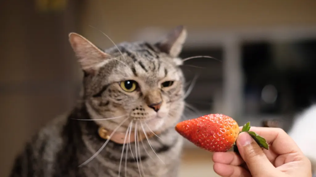 Can-cats-eat-fruit
