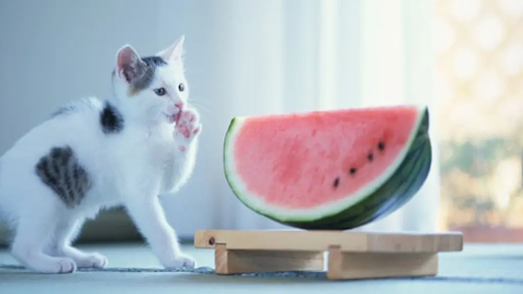 Can-cats-eat-watermelon