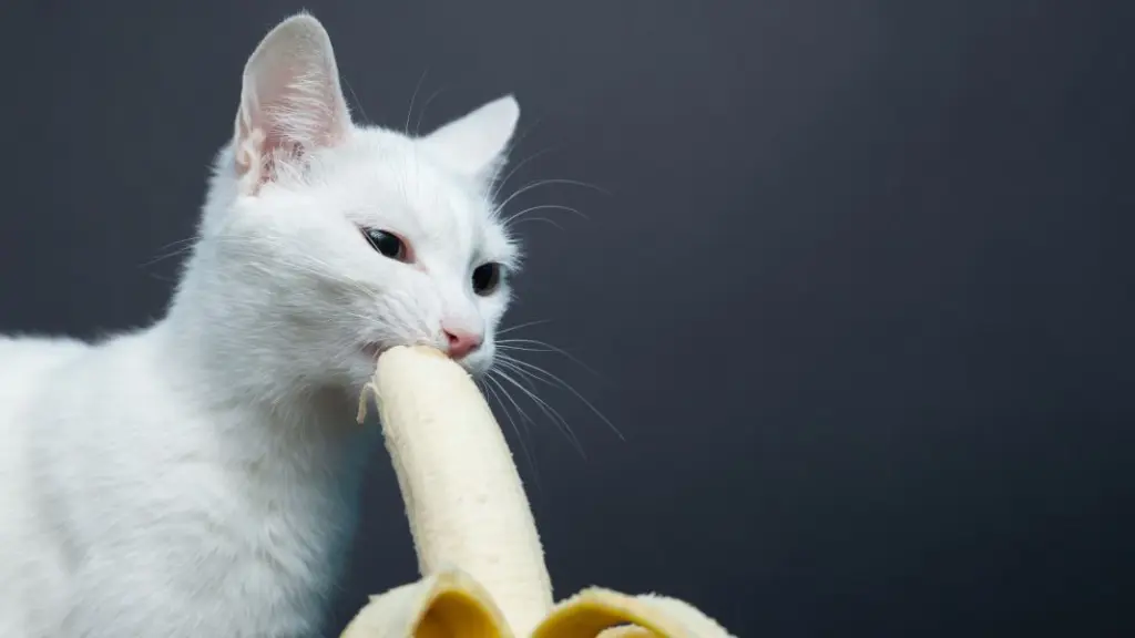 Cats-can-eat-bananas