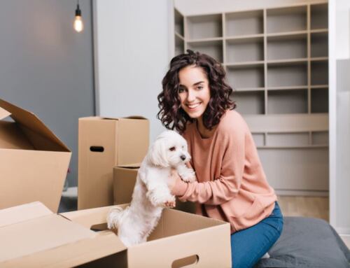The Benefits of Hiring Professional Pet Movers in Singapore Over DIY Pet Travel
