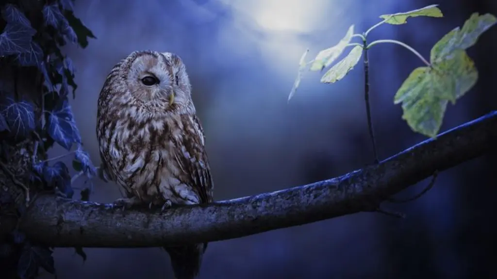 Tawny-Owl