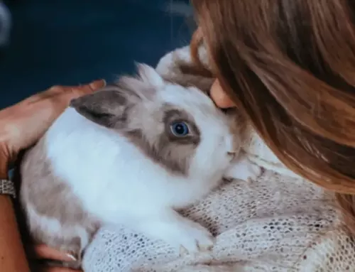 A Guide on How to Build a Good Relationship with Your Rabbit