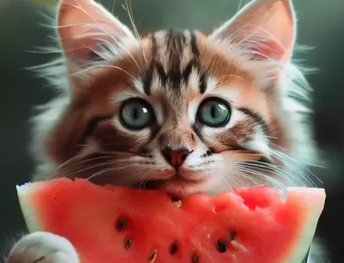 Importance of Knowing What Human Foods are Safe for Cats to Eat