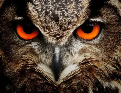 The Owl Family: Understanding the Various Types of Owls