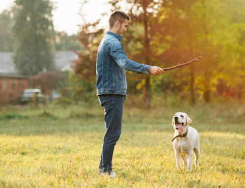 Everything You Need to Know About Day Training for Dogs